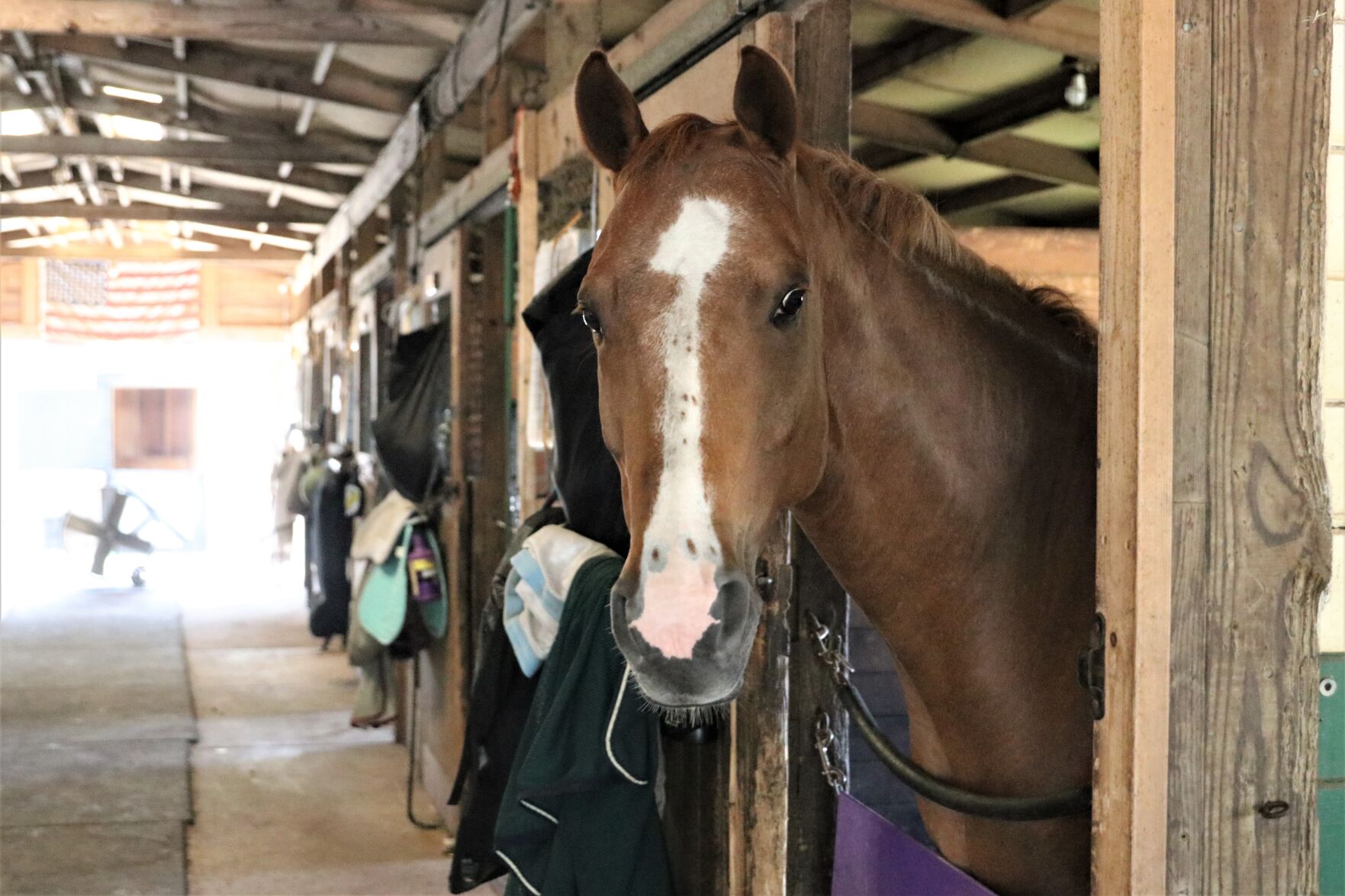 071921-pac-nws-horses
